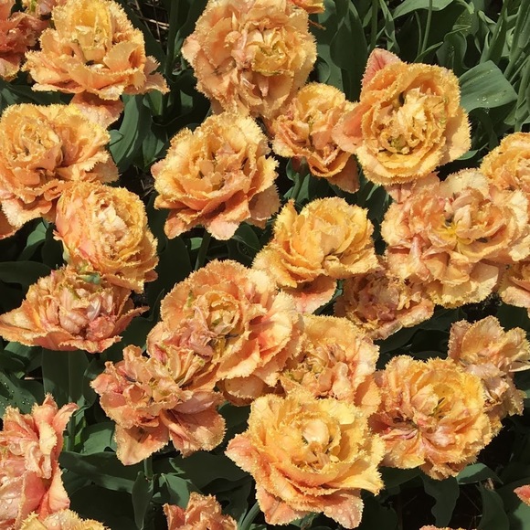 Meet your Posher, Karissa - Picture 1 of 1